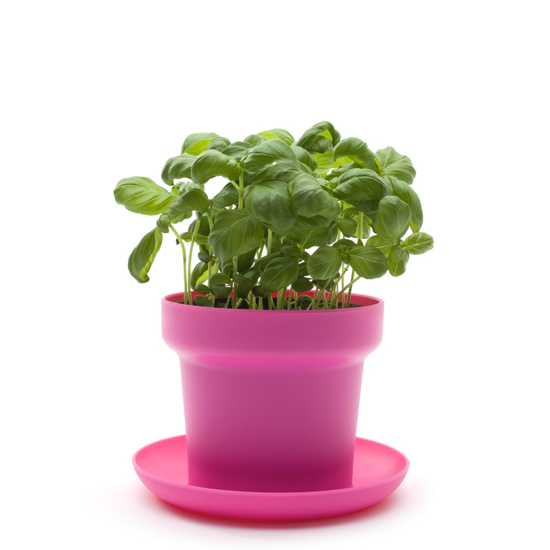 Green plant pot pink