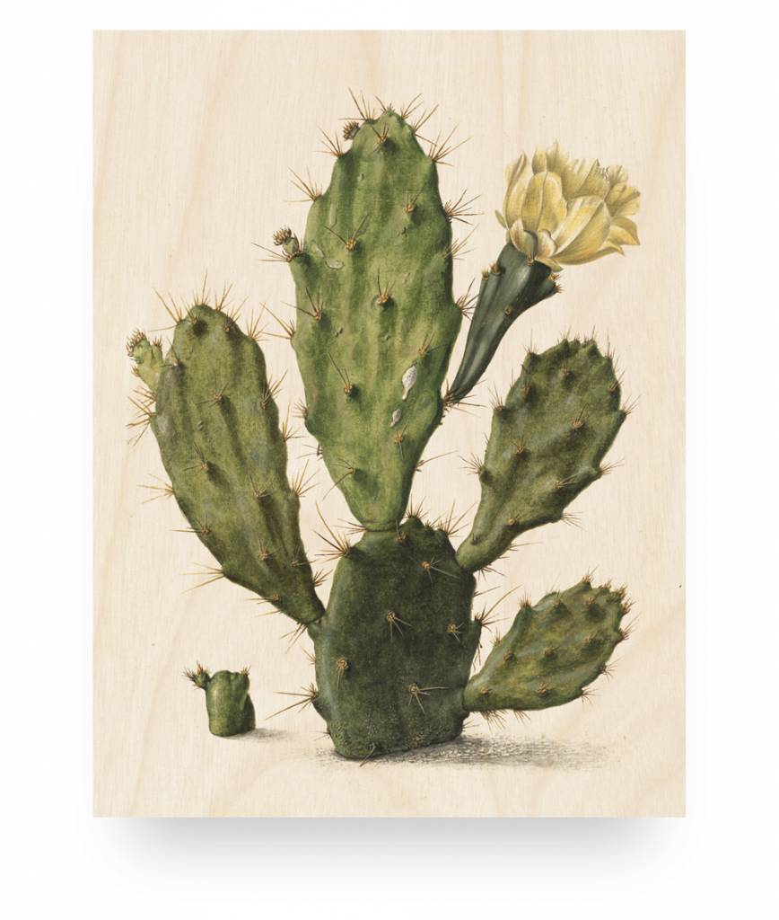 Wood print botanical cactus small