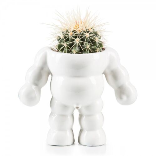 King cactus flower pot