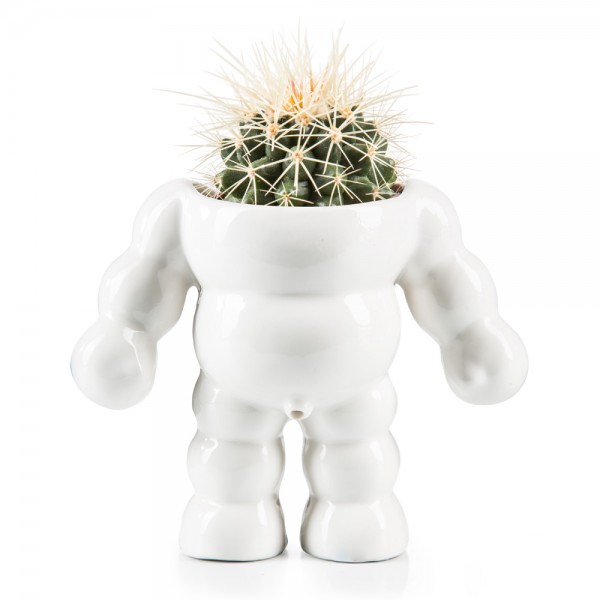 King cactus flower pot