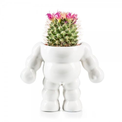 King cactus flower pot