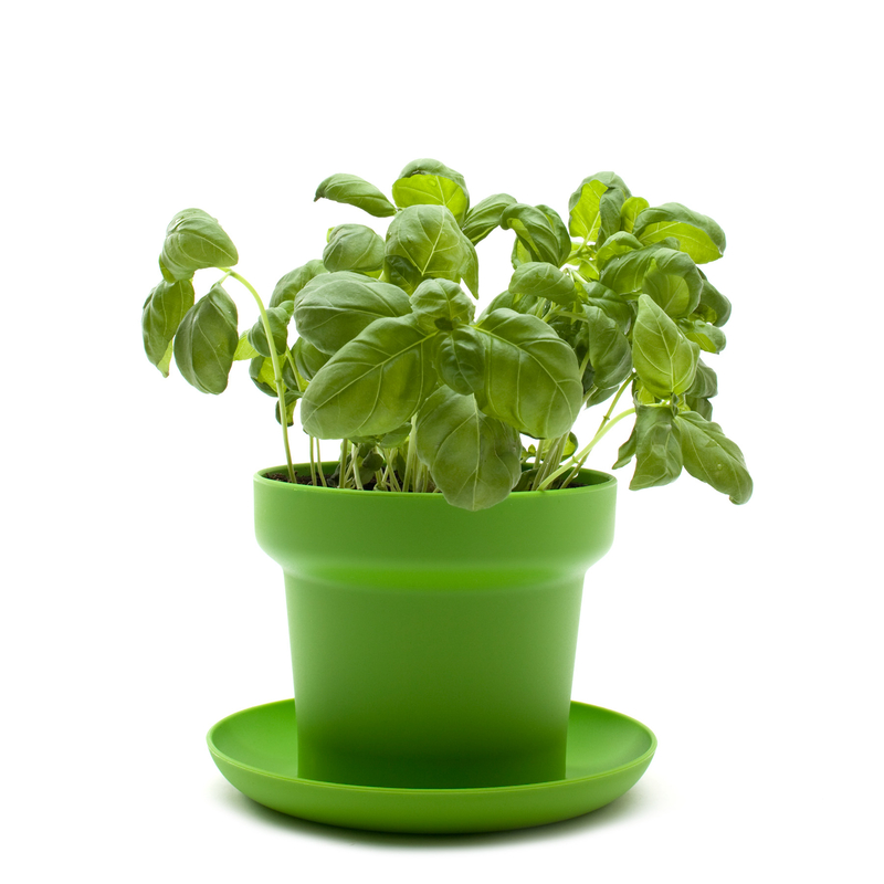 Green plant pot green
