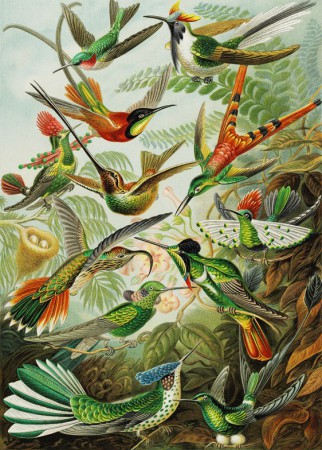 Hummingbirds 1000 stukjes