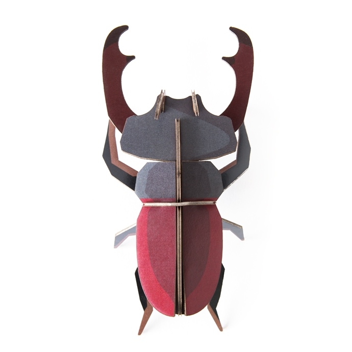 Little wonders of nature stag beetle