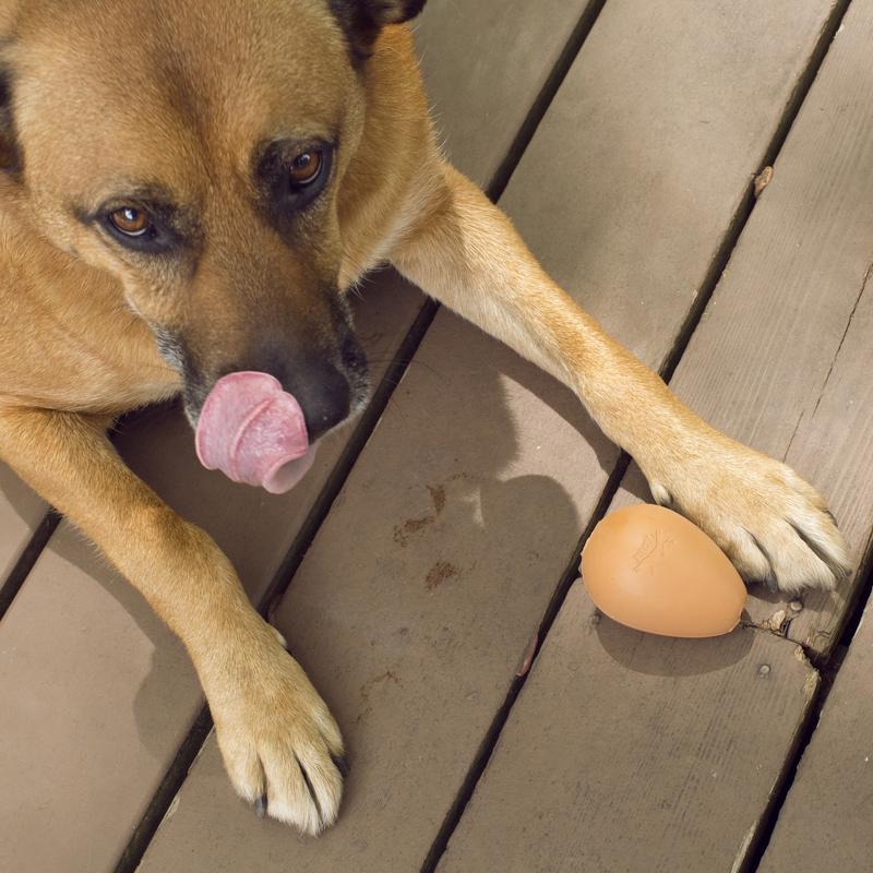 Bouncy egg dog treat ball