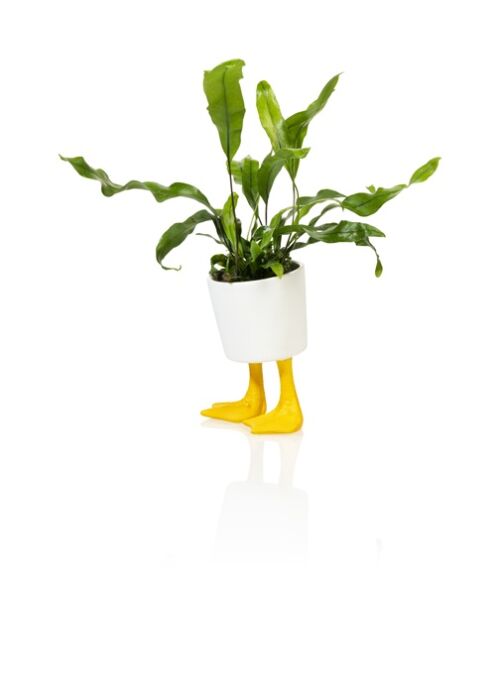 Duck feet planter large