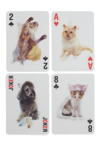 3D cats playing cards
