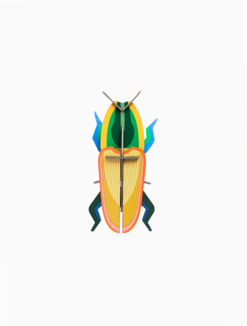 madagascar beetle