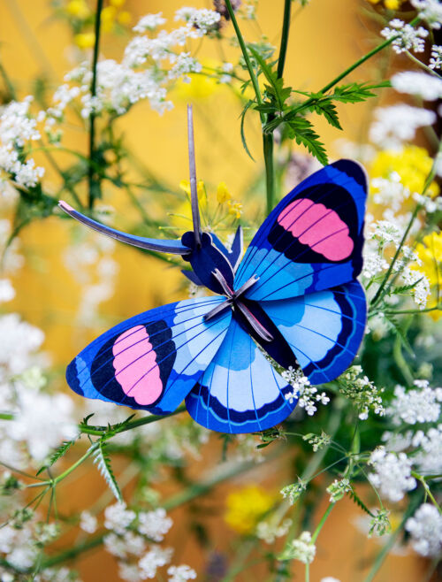 peacock butterfly