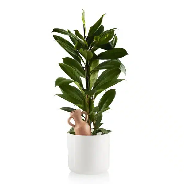 Self Watering Amphora