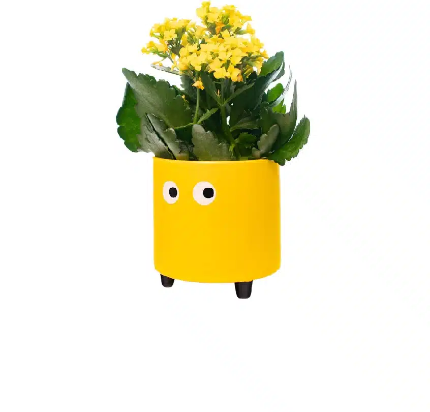 Eyes plant pot yellow