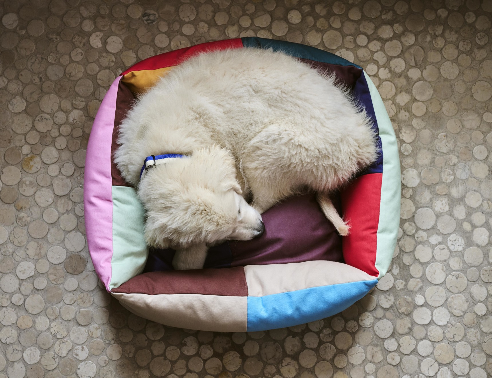 Dog bed small multi color