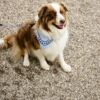 Dog leash braided blue/off-white