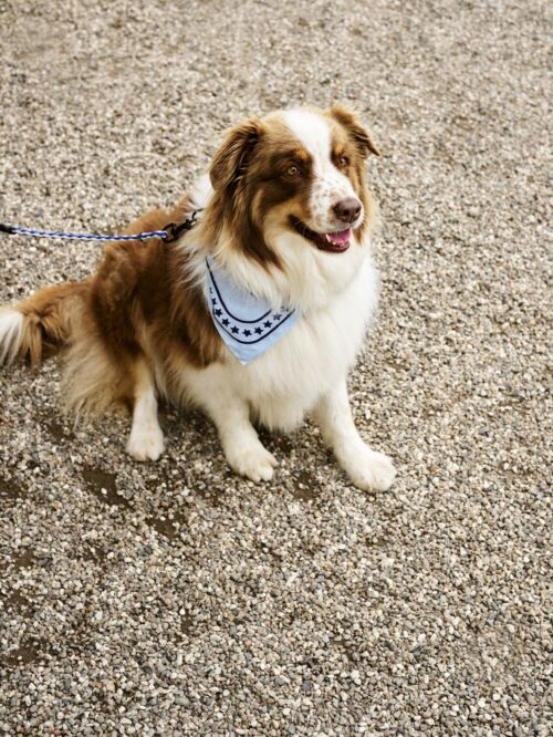 Dog leash braided blue/off-white