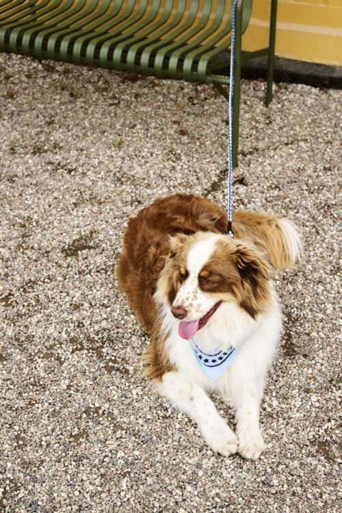 Dog leash braided blue/off-white