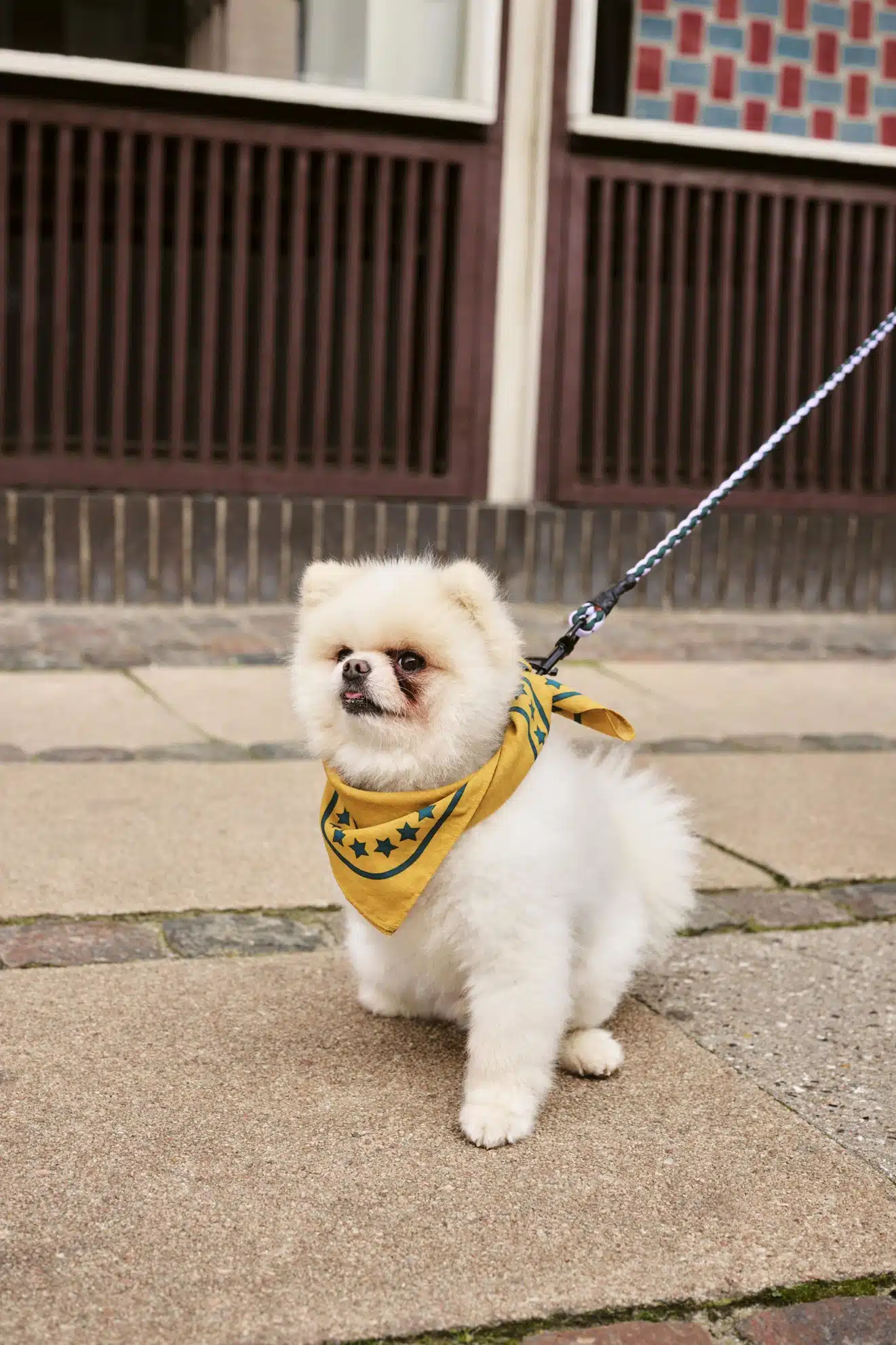 Dog leash braided lavender/green