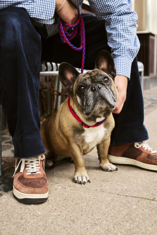 Dog leash braided red/blue