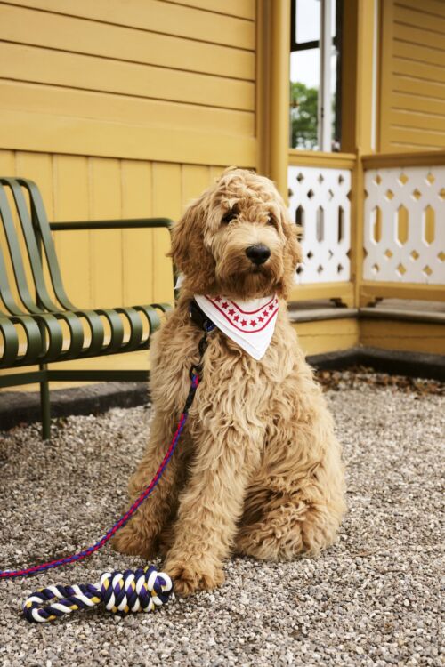 Dog leash braided red/blue