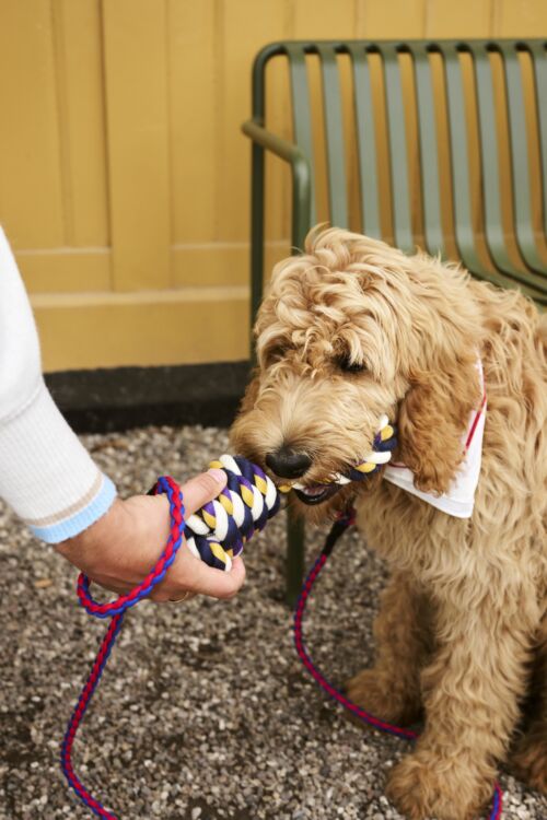 Dog leash braided red/blue