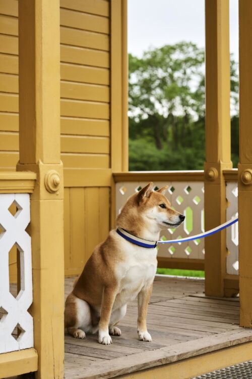 Dog leash flat blue/off-white