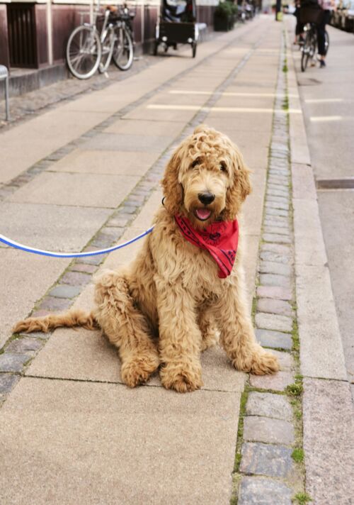 Dog leash flat blue/off-white