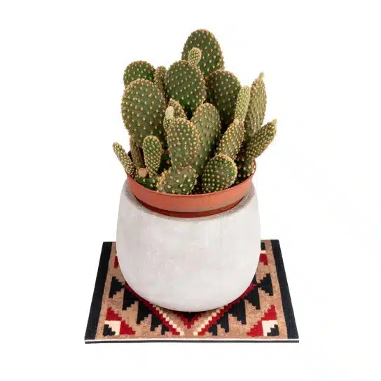 KIKKERLAND onderzetter voor plantjes